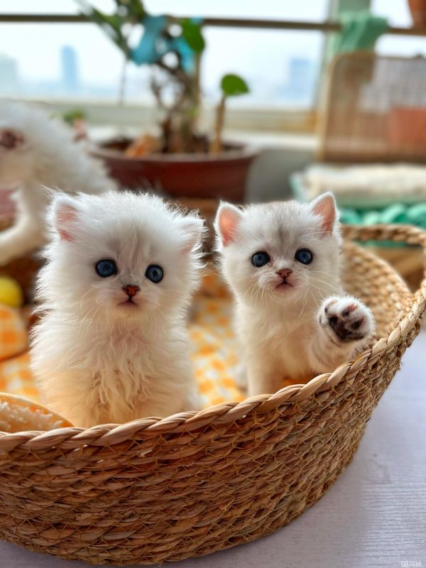 花不完猫舍·青岛猫舍出售宠物猫 金渐层 三花 紫金 蓝金 图片实拍 品相好找新家 