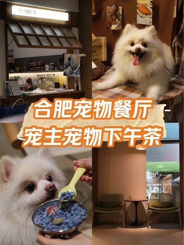 政务区新开的‼️合肥宠餐天花板宠物友好☕️