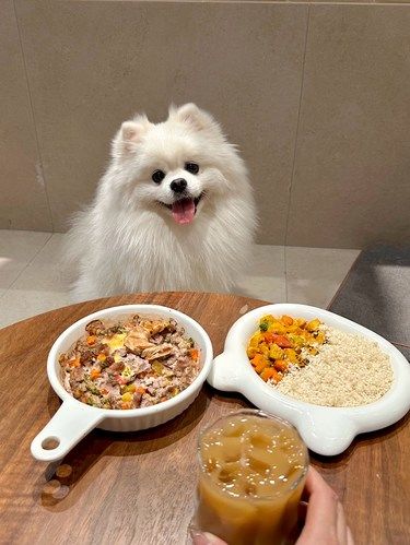 合肥新开的！！宠物餐厅 好可爱[流泪][流泪][流泪]