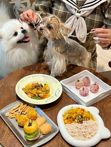 合肥新店！800 m²小狗咖啡，可爱且治愈