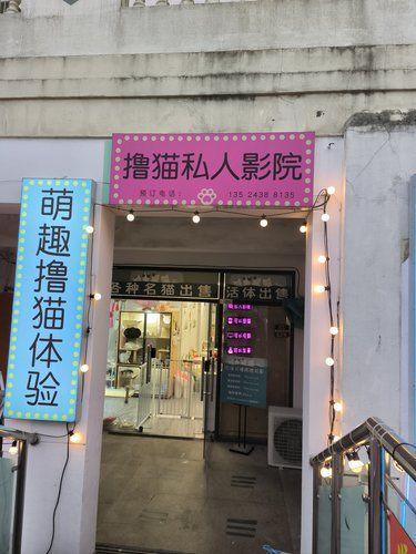 猫咪天地～宠物乐园
