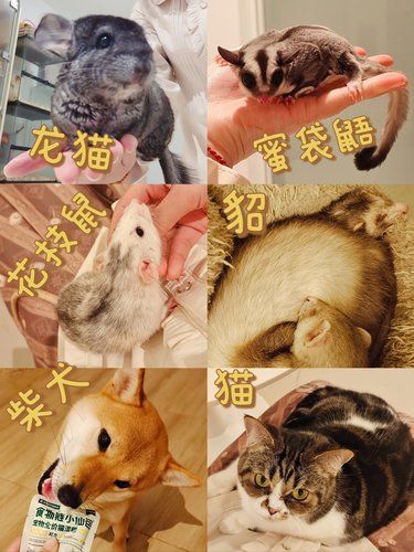 ⚠️小型异宠乐园鼠鼠党必冲‼️