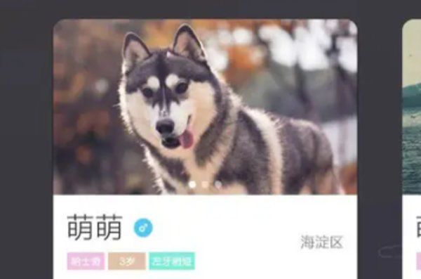 养宠物知识的app