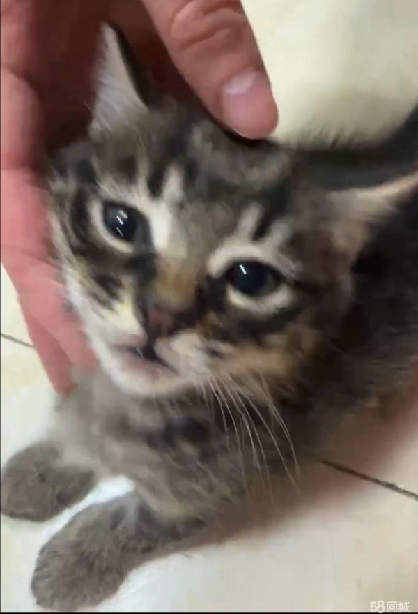 上海宠物赠送/领养·猫咪求领养