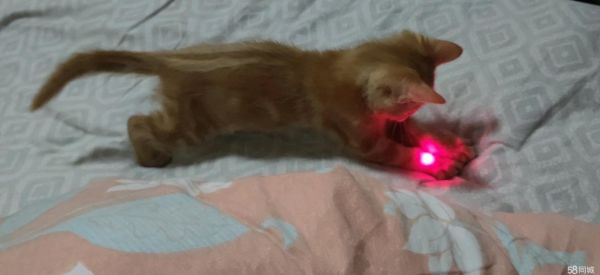上海宠物赠送/领养·满月猫咪免费赠送