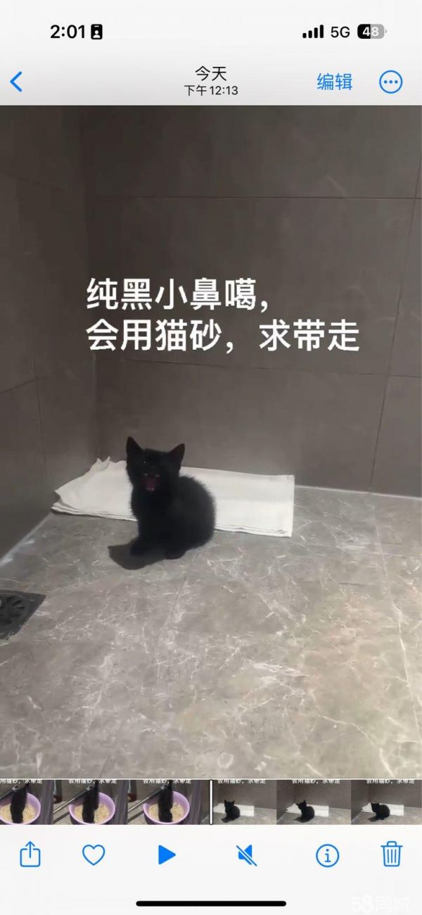 上海宠物赠送/领养·流浪小猫找领养