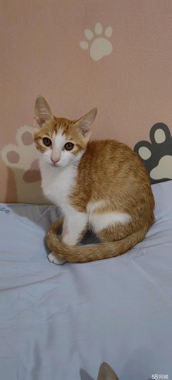 上海宠物赠送/领养·自家大猫生的3只小猫咪，免费领