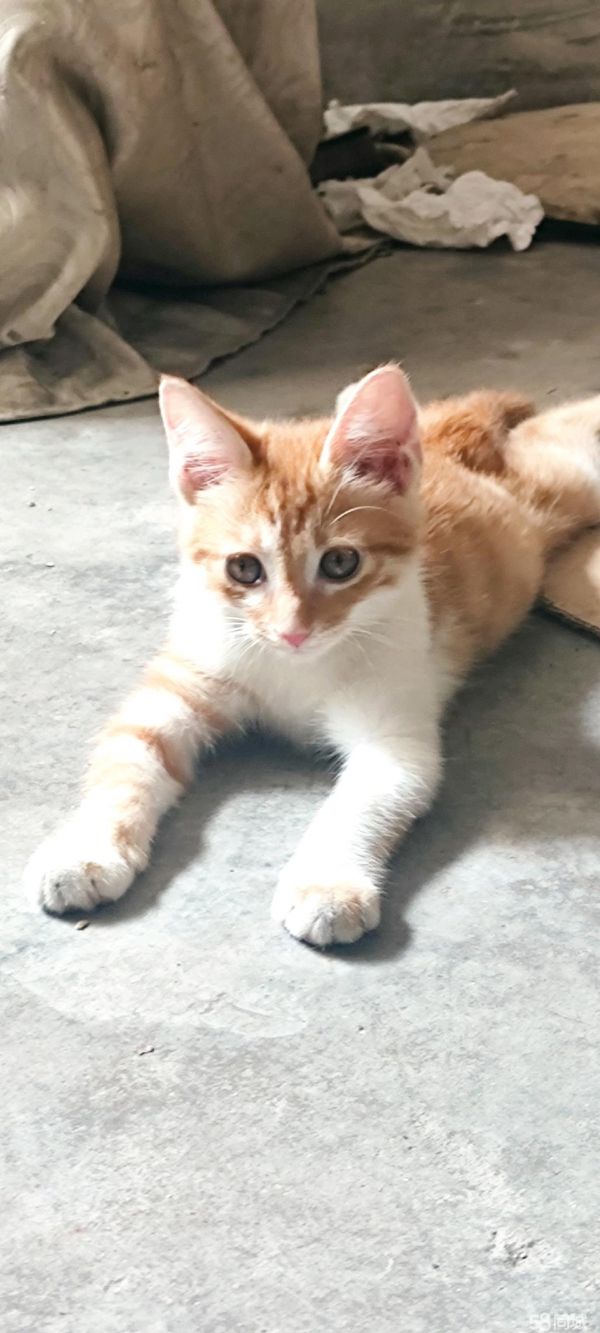 上海宠物赠送/领养·可爱的小猫咪寻找一个温暖的家，