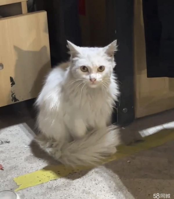 上海宠物赠送/领养·猫咪免费领养 限自提