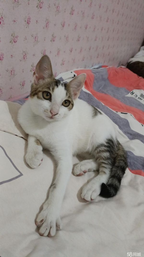上海宠物赠送/领养·3只小母猫，免费领养