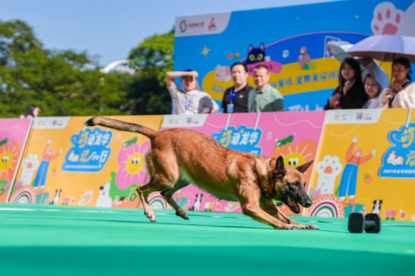 深圳龙华萌宠嘉年华开幕 共筑宠物友好城区新篇章
