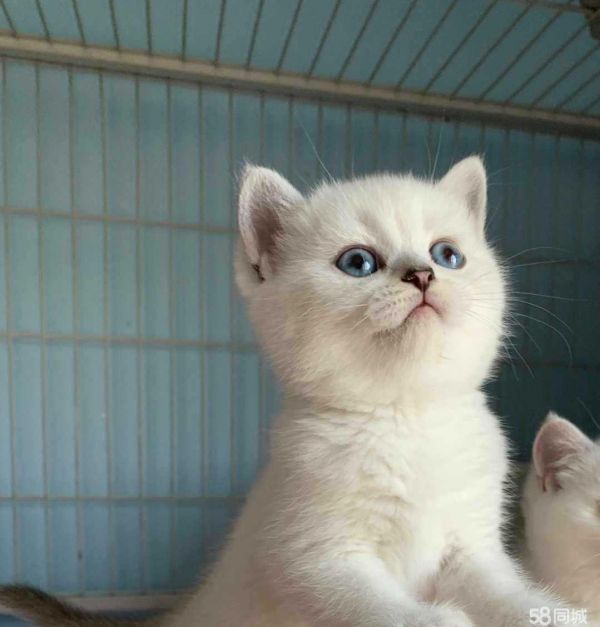 南京宠物猫·英短银渐层 家庭繁殖渐层猫