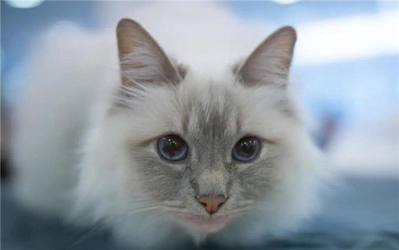 宠物猫的用品有哪些种类的