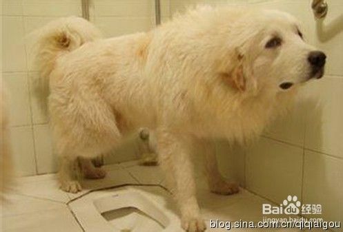 6招训练狗狗定点大小便