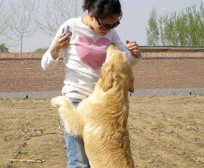 怎么训练狗狗不扑人