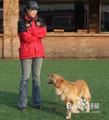 怎么训练狗狗不扑人