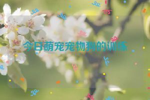 今日萌宠宠物狗的训练