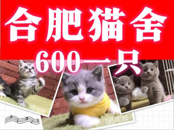 合肥宠物猫·合肥本地猫舍一一一【上门六百一只】一一包健康签协议一一送用品一当面交易
