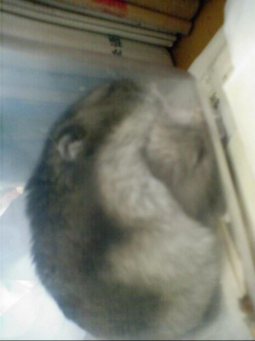 搜狗问问