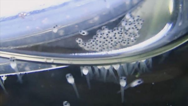 泰国斗鱼繁殖介绍,系统分享小结,水族养鱼泰斗幼鱼成鱼饲养经验