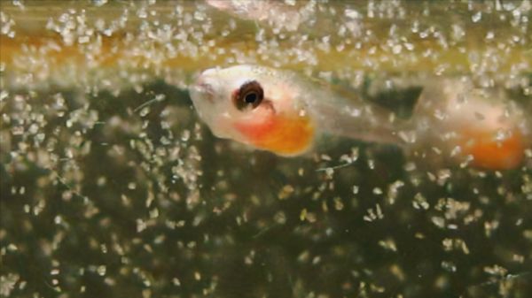 泰国斗鱼繁殖介绍,系统分享小结,水族养鱼泰斗幼鱼成鱼饲养经验