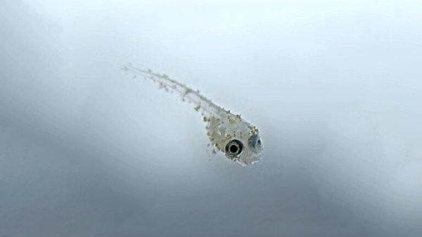 泰国斗鱼繁殖介绍,系统分享小结,水族养鱼泰斗幼鱼成鱼饲养经验