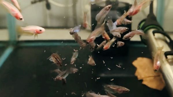 泰国斗鱼繁殖介绍,系统分享小结,水族养鱼泰斗幼鱼成鱼饲养经验