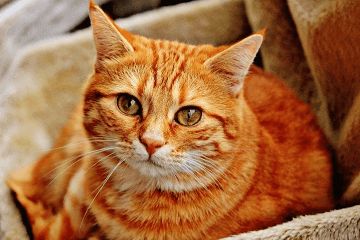 宠物猫咪名字大全