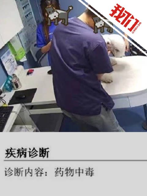 主人谈宠物狗疑啃毒草死亡:吐出草和狗粮 送医查出中毒