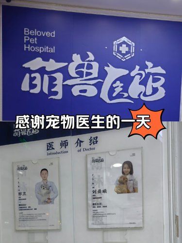 狗狗绝育日记～