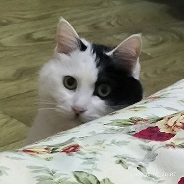 喵咪的心情日记