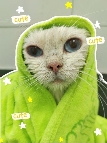 健康先行～猫咪护理