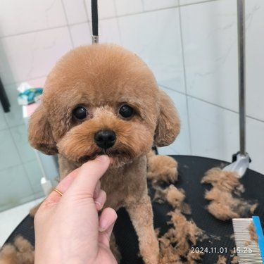 我家萌宠的新造型