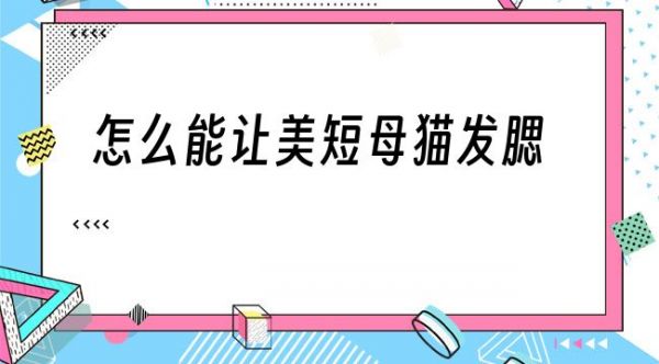 怎么能让美短母猫发腮