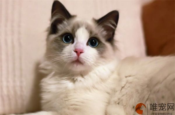 猫咪能吃什么 排名前十的有哪些