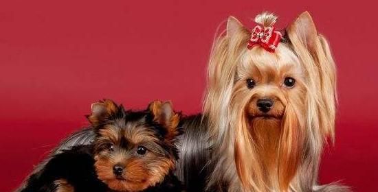 以梗犬食谱大揭秘（为您的犬宠爱心烹调）