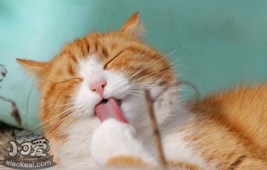 猫怀孕吃什么 猫咪怀孕不能吃什么
