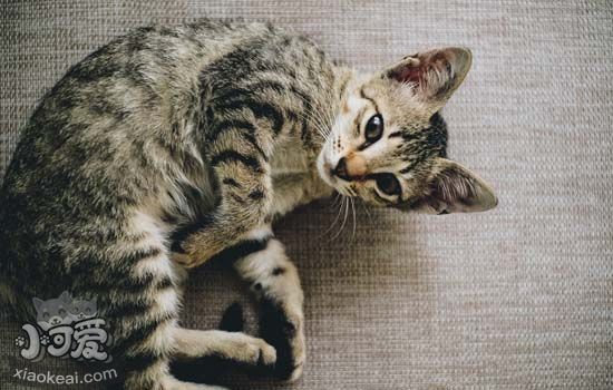 猫怀孕吃什么 猫咪怀孕不能吃什么