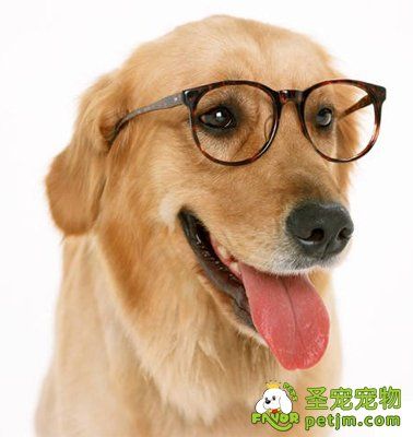 狗吃东西过敏怎么办