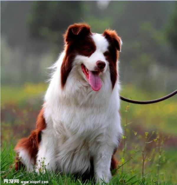 边境牧羊犬鸡肝并不能吃太多你知道吗？