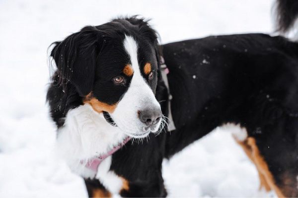 纯种伯恩山犬图片