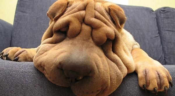 中国沙皮犬市场价格，品种介绍以及选购技巧