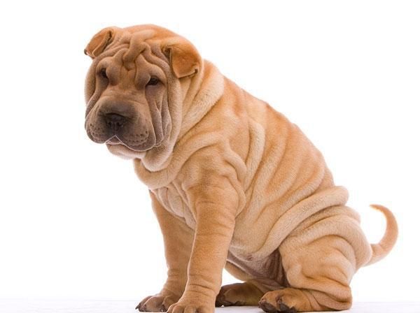 中国沙皮犬市场价格，品种介绍以及选购技巧