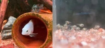50 小缸养什么鱼合适？小型观赏鱼种类介绍