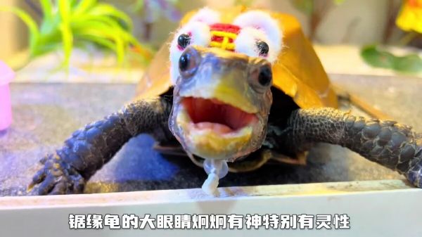 中国本土龟类大全：想了解国龟的朋友必看！