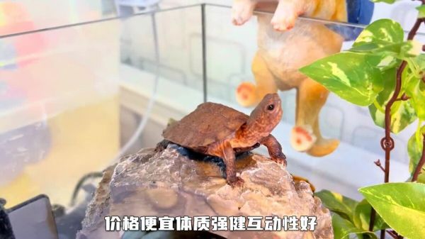 中国本土龟类大全：想了解国龟的朋友必看！