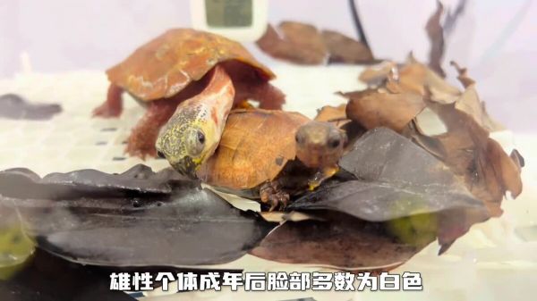 中国本土龟类大全：想了解国龟的朋友必看！
