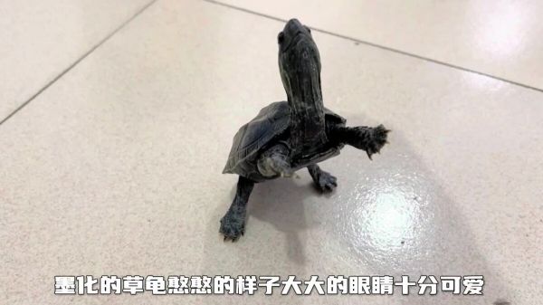 中国本土龟类大全：想了解国龟的朋友必看！