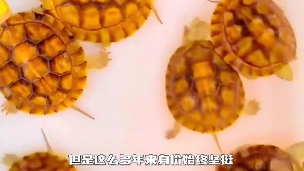 中国本土龟类大全：想了解国龟的朋友必看！