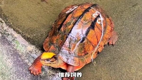 中国本土龟类大全：想了解国龟的朋友必看！